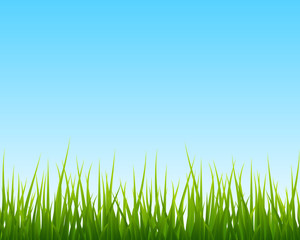 Fototapeta na wymiar little green grass, blue sky seamless background