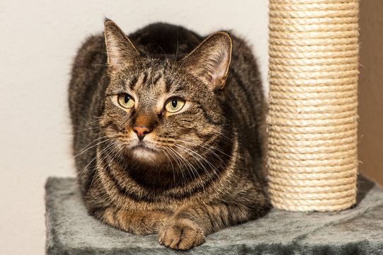 Haus Katzen Platz