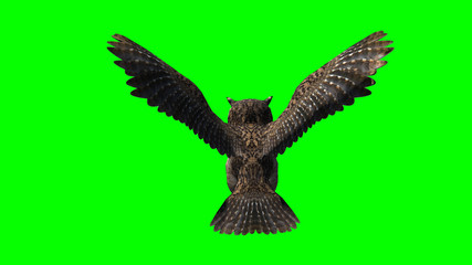 Owl in fly - seperated on green screen