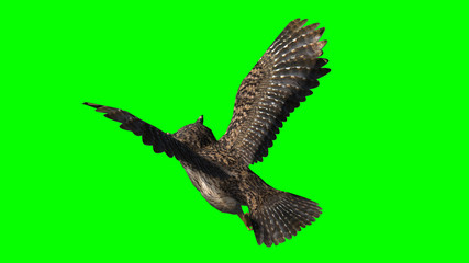 Owl in fly - seperated on green screen