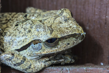 close up frog in home,Common tree frog