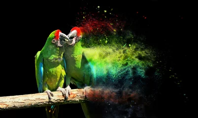 Keuken foto achterwand Papegaai Papegaaivogel (Ernstige Ara)