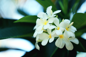 Fresh flowers over green leaves, closeup