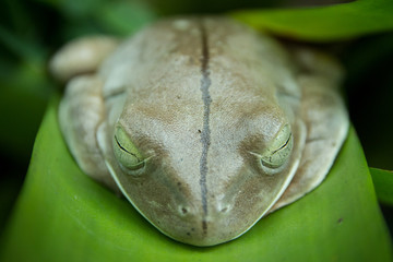 Sapo-Ferreiro ( Hypsiboas faber )