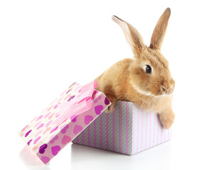 Cute rabbit in gift box, isolated on white