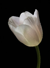 white tulip in the dew