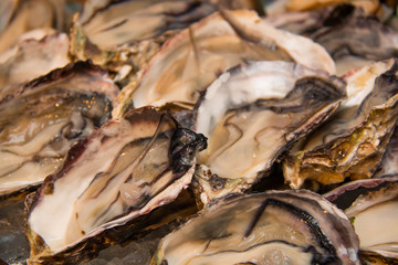 Close up on oyster in ice.