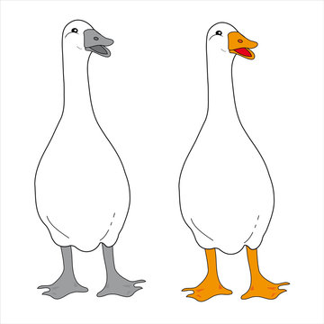 ducks
