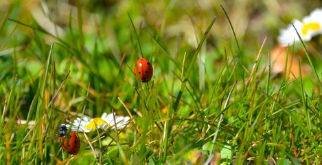 Wiese mit Marienkäfer