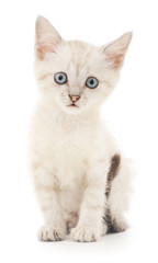 Kitten on a white background