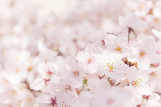 桜　背景素材