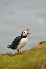 Puffin, beak open, Iceland