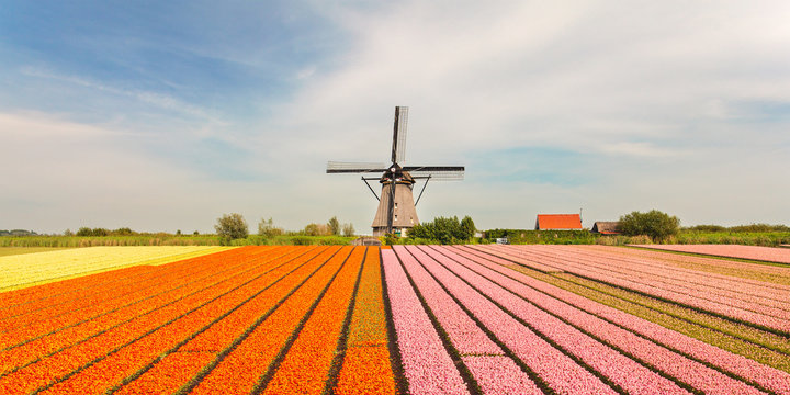 Old Dutch windmill with blooming tulips in front