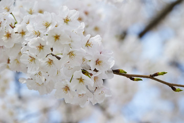 Cherry blossoms