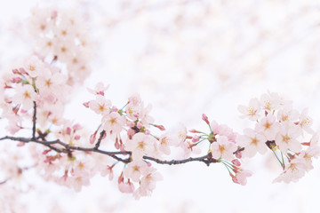 桜　晴天　青空