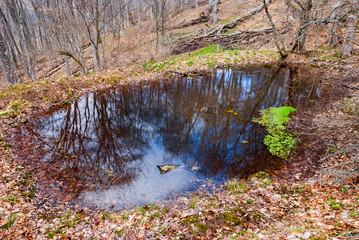 small pond in a forest