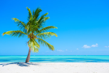 Palm tree on tropical beach - obrazy, fototapety, plakaty