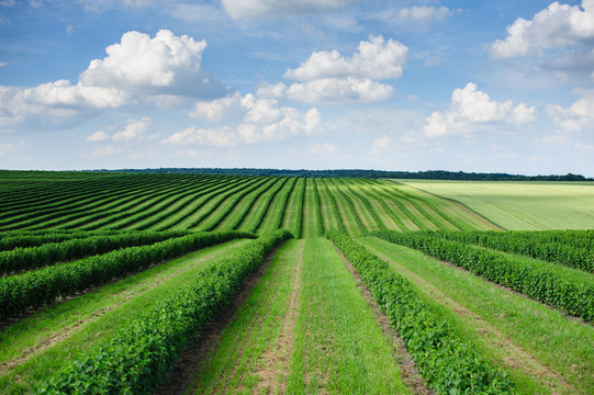 green field and blue sky