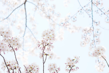 桜　晴天　青空