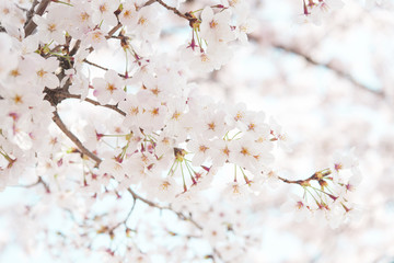 桜　晴天　青空