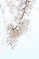 桜　晴天　青空