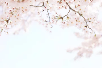 Fotobehang Kersenbloesems zonnige blauwe lucht © Chikako Kamitori