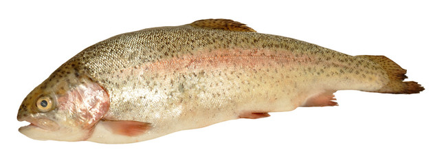 Raw Rainbow Trout