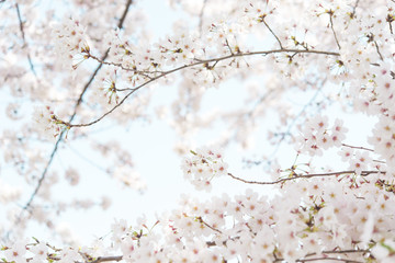 桜　背景素材