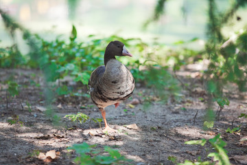 Duck standing on one leg