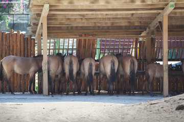 Group of horses drinking water under a wooden roof