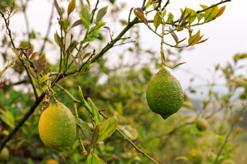 Two unripe lemons on a tree