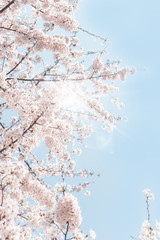 桜　日光　青空