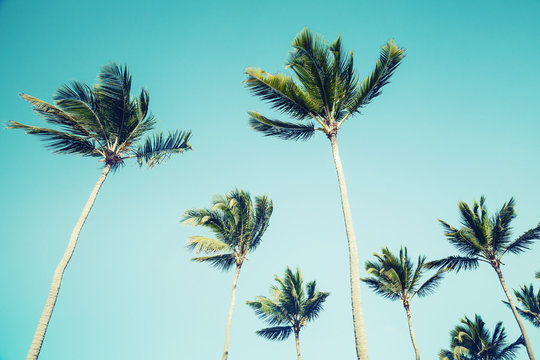 Palm trees over clear sky background. Vintage style
