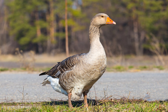 goose in a grass