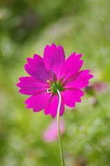 Obraz premium コスモス