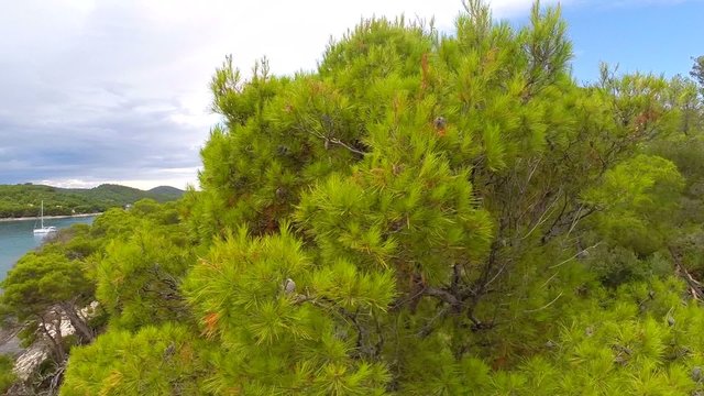 Aerial footage of tree at island near sea