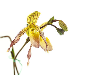 Lady slipper orchids