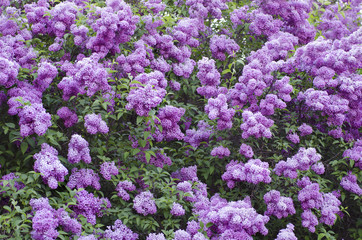 Spring lilac flowers