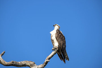 Osprey Sitting on a Tree Branch Against Deep Blue Sky