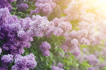 Rolgordijnen Branch of lilac flowers © Roxana