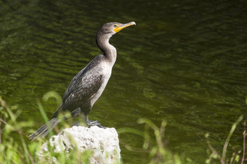 Double-crested Cormorant Standing on a Rock by a Riverbank