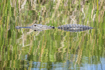 American Alligator Swimming in a River