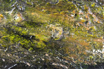 Abstract oil painted texture on canvas
