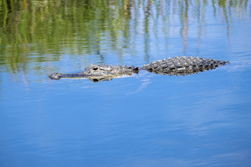 American Alligator Swimming in a River