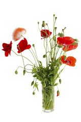 Bouquet of red poppies in a glass