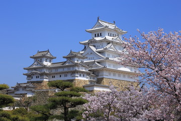 Himeji Castle and cherry blossom