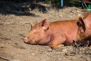 lazy pig sleeping in farm outdoor