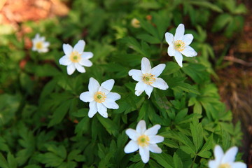 Obraz premium Anemone