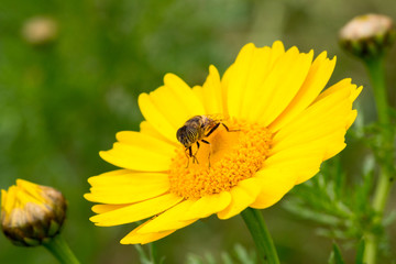 Eristalinus taeniops on yellow daisy