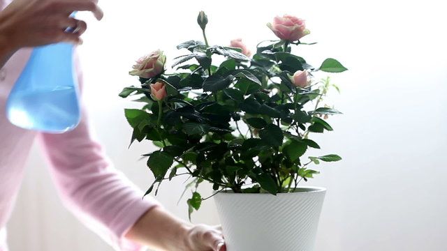 Young woman, watering pink rose at home